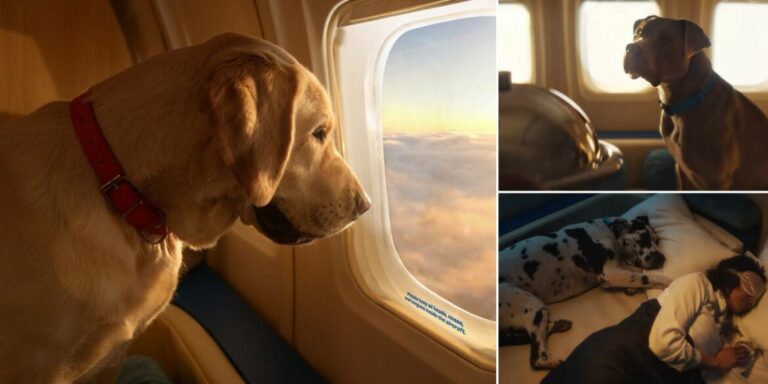 Linie lotnicze dla psów